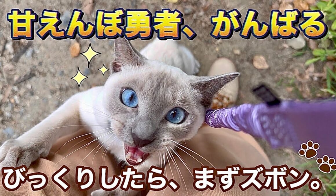 【トンキニーズ】猫と旅行するために：外慣れ練習｜だっこ、にゃぁ、でも一歩。冒険ストーリー