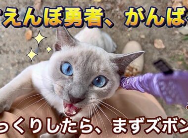 【トンキニーズ】猫と旅行するために：外慣れ練習｜だっこ、にゃぁ、でも一歩。冒険ストーリー