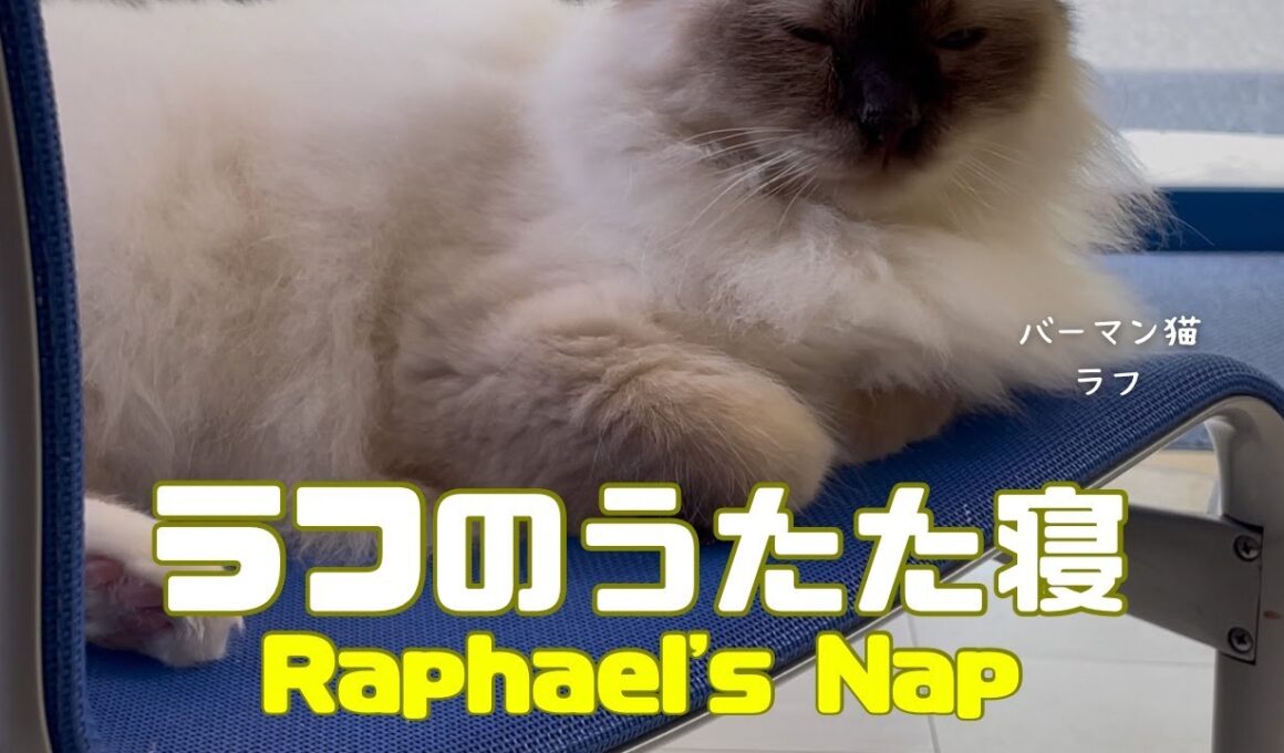バーマン猫ラフ【ラフのうたた寝】Raphael's Nap（バーマン猫）Birman/Cat