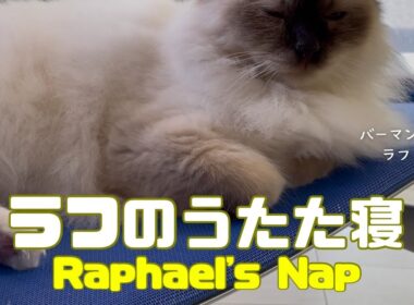 バーマン猫ラフ【ラフのうたた寝】Raphael's Nap（バーマン猫）Birman/Cat