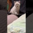 折りたたみイス、デビュー。シャムの子ネコ雫ちゃん。座り心地、どう？