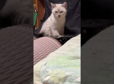 折りたたみイス、デビュー。シャムの子ネコ雫ちゃん。座り心地、どう？