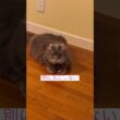 慣れたよ #アメリカンカール  #ねこ動画 #shortsvideos