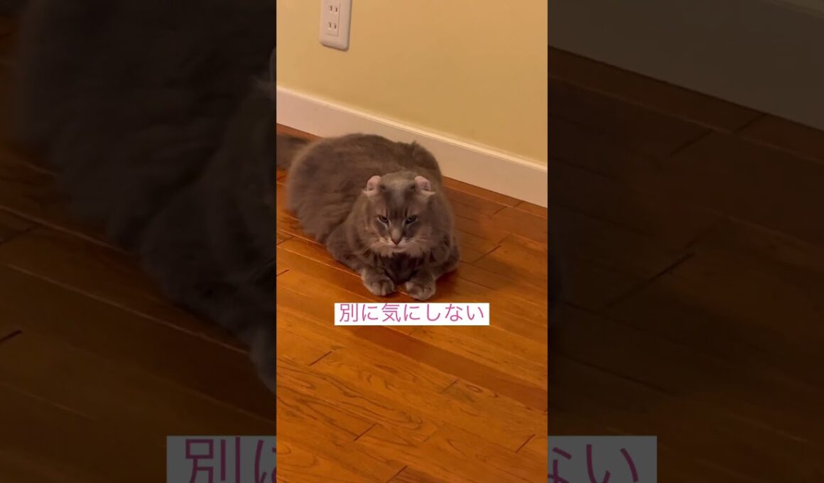 慣れたよ #アメリカンカール  #ねこ動画 #shortsvideos
