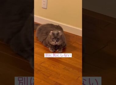 慣れたよ #アメリカンカール  #ねこ動画 #shortsvideos