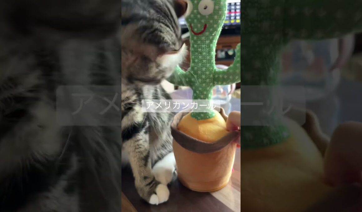 #猫のいる暮らし #アメリカンカール