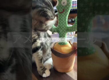 #猫のいる暮らし #アメリカンカール