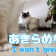 バーマン猫ガブとラフ【あきらめない】I won't give up（バーマン猫）Birman/Cat