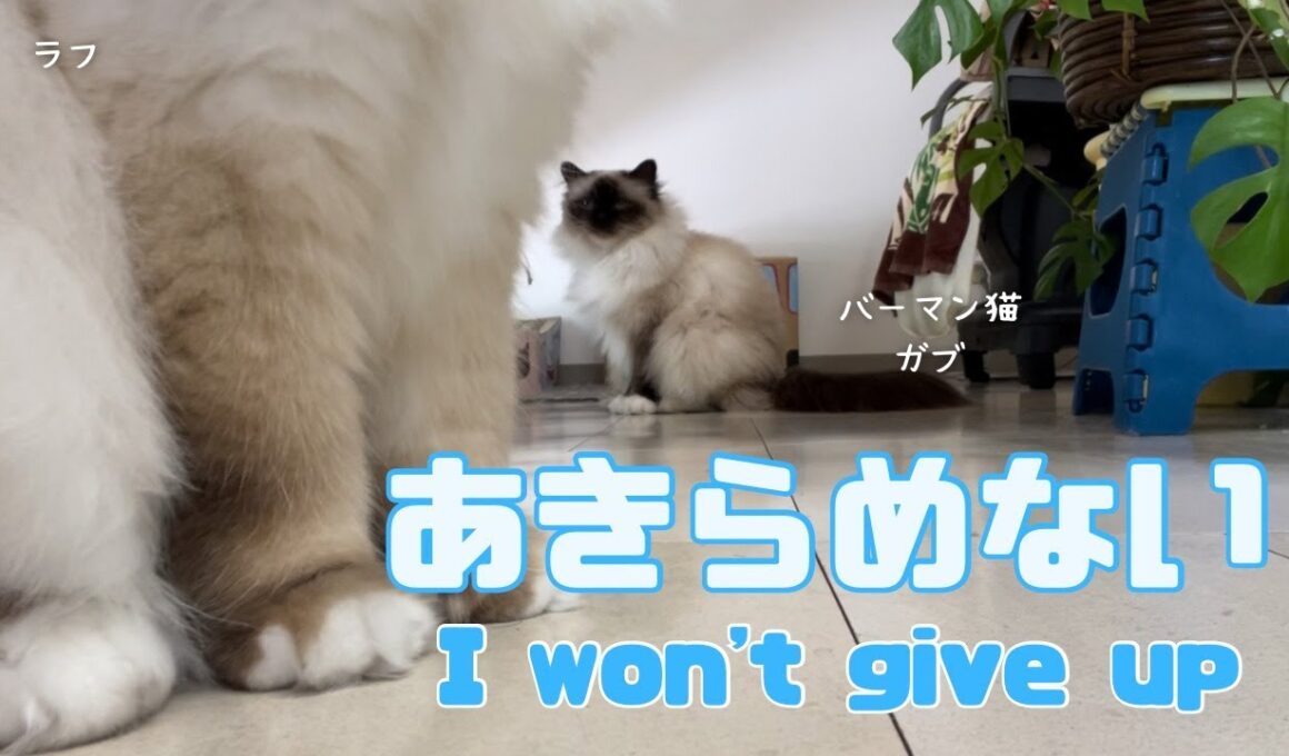 バーマン猫ガブとラフ【あきらめない】I won't give up（バーマン猫）Birman/Cat