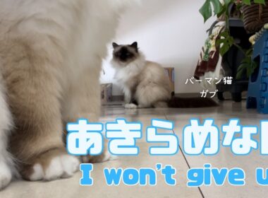 バーマン猫ガブとラフ【あきらめない】I won't give up（バーマン猫）Birman/Cat