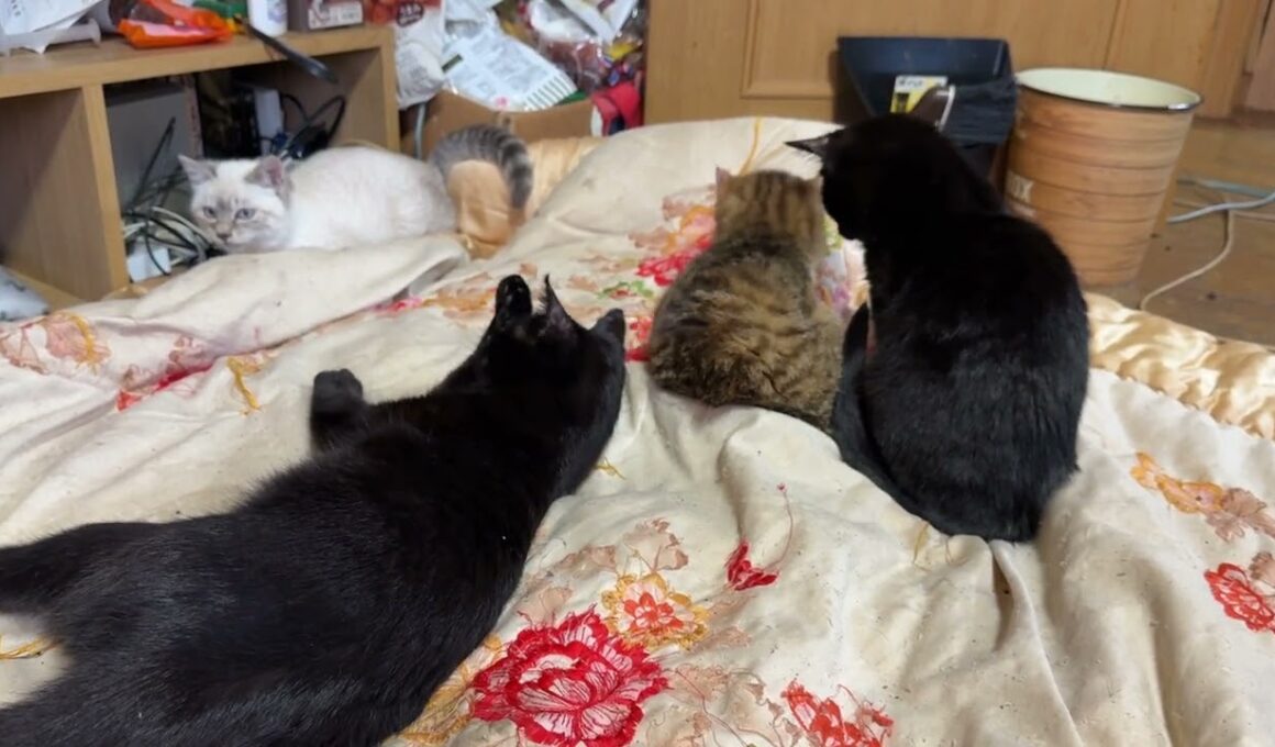黒猫くー「おてんばシャムの子ネコ雫、かかってこいや」子ネコ黒夢、来夢は、寄り添い、静観