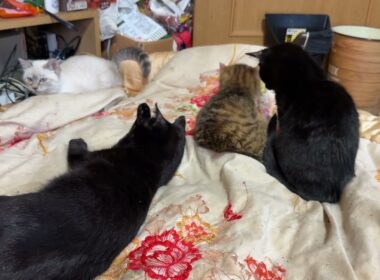 黒猫くー「おてんばシャムの子ネコ雫、かかってこいや」子ネコ黒夢、来夢は、寄り添い、静観