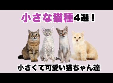小さな猫種 4選！