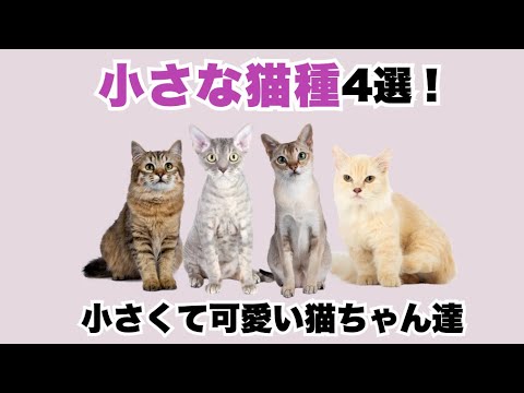 小さな猫種 4選！