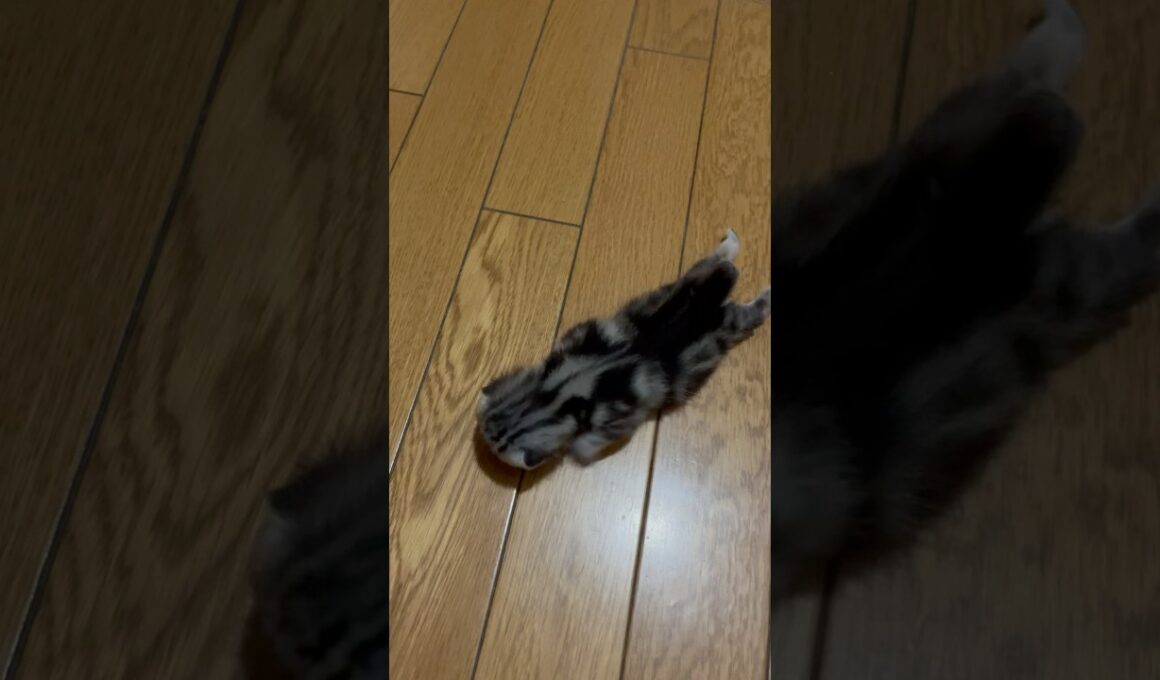 子猫を心配そうに見守るパパ猫#アメショ#アメリカンショートヘア#子猫#猫の日常#cat#cats