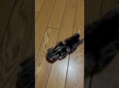 子猫を心配そうに見守るパパ猫#アメショ#アメリカンショートヘア#子猫#猫の日常#cat#cats