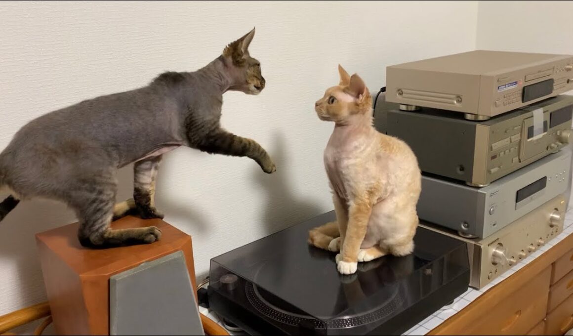 デボンレックス弟は兄のグルーミングを邪魔して怒られました(Devon Rex younger brother wants to play with his elder brother)