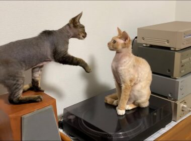 デボンレックス弟は兄のグルーミングを邪魔して怒られました(Devon Rex younger brother wants to play with his elder brother)