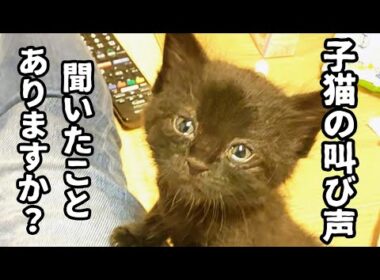 【カラスに襲われていた子猫を保護】人生初の子猫譲渡は、苦い思い出だった…