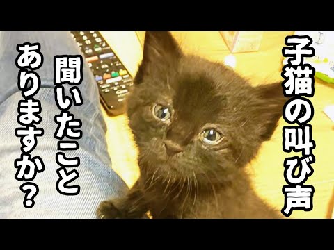 【カラスに襲われていた子猫を保護】人生初の子猫譲渡は、苦い思い出だった…