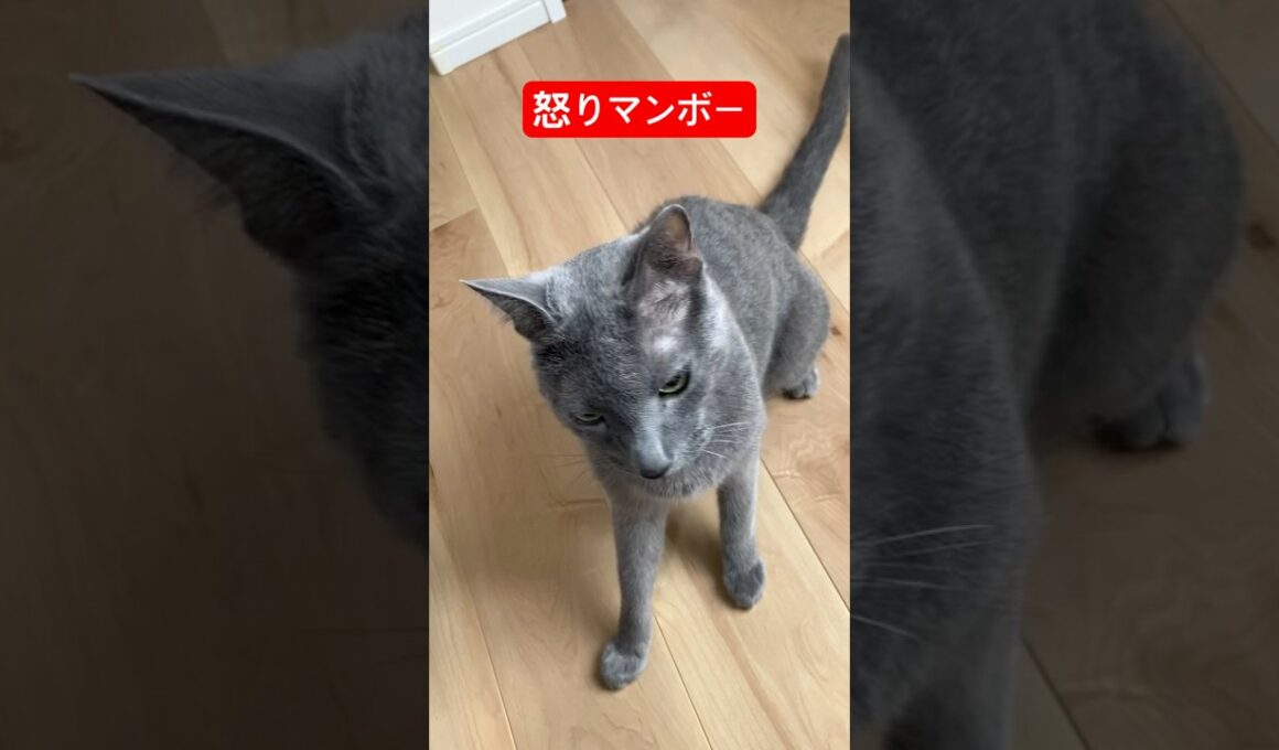ブチギレ猫ちゃんだね#ロシアンブルー #猫