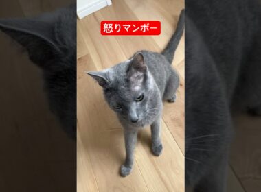 ブチギレ猫ちゃんだね#ロシアンブルー #猫