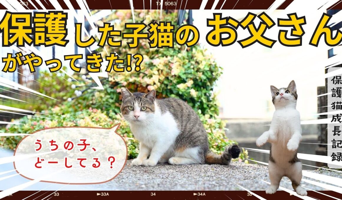 子猫を保護したら父猫が探しにきた！？避妊と去勢と発情期の猫