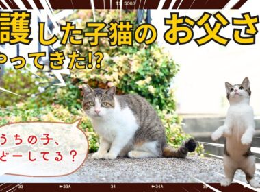 子猫を保護したら父猫が探しにきた！？避妊と去勢と発情期の猫
