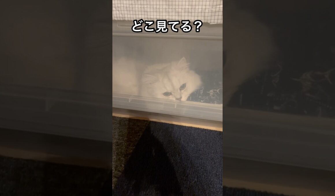 ねこを気づいたら閉じ込めてた。#ペルシャ#チンチラ#猫#ねこ #猫のいる暮らし #癒し #いやし#cat  #ふわふわ #野良猫 #キジトラ