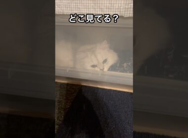 ねこを気づいたら閉じ込めてた。#ペルシャ#チンチラ#猫#ねこ #猫のいる暮らし #癒し #いやし#cat  #ふわふわ #野良猫 #キジトラ