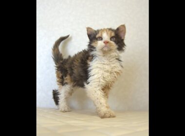 セルカークレックス子猫　Selkirk Rex　2025.5.28産まれ　キャリコ　三毛猫　巻き毛　女の子　シーダキャット猫のお店