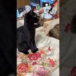 シャムの子ネコ雫「寄り添う黒夢、来夢のところへ行って、一休みするかな、黒猫くーに気付かれずに」