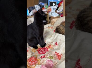 シャムの子ネコ雫「寄り添う黒夢、来夢のところへ行って、一休みするかな、黒猫くーに気付かれずに」