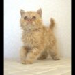 セルカークレックス子猫　Selkirk Rex　2025.5.28産まれ　レッドタビー　巻き毛　セミロング　男の子　シーダキャット猫のお店