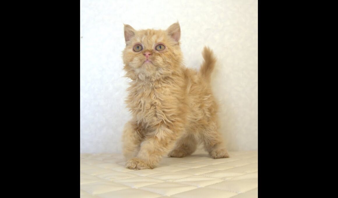 セルカークレックス子猫　Selkirk Rex　2025.5.28産まれ　レッドタビー　巻き毛　セミロング　男の子　シーダキャット猫のお店