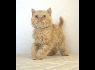 セルカークレックス子猫　Selkirk Rex　2025.5.28産まれ　レッドタビー　巻き毛　セミロング　男の子　シーダキャット猫のお店