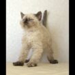 セルカークレックス子猫　Selkirk Rex　2025.5.28産まれ　シールポイント　巻き毛　女の子　シーダキャット猫のお店