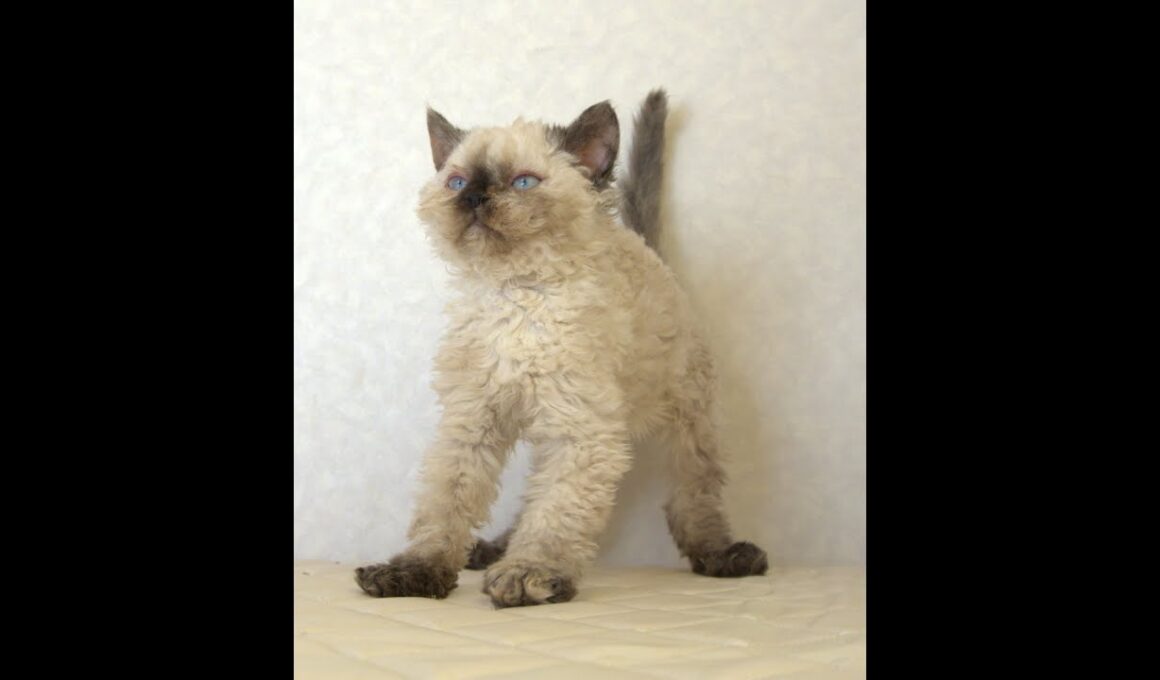 セルカークレックス子猫　Selkirk Rex　2025.5.28産まれ　シールポイント　巻き毛　女の子　シーダキャット猫のお店