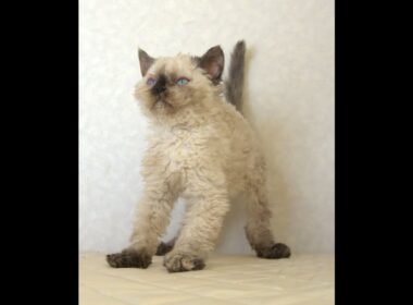 セルカークレックス子猫　Selkirk Rex　2025.5.28産まれ　シールポイント　巻き毛　女の子　シーダキャット猫のお店