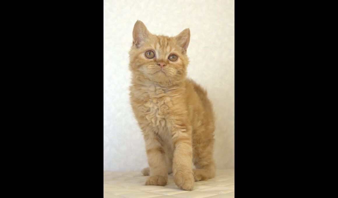 セルカークレックス子猫　Selkirk Rex　2025.5.28産まれ　レッドタビー　巻き毛　男の子　シーダキャット猫のお店