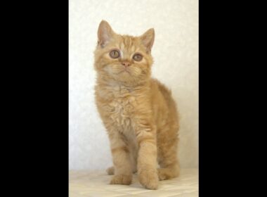 セルカークレックス子猫　Selkirk Rex　2025.5.28産まれ　レッドタビー　巻き毛　男の子　シーダキャット猫のお店