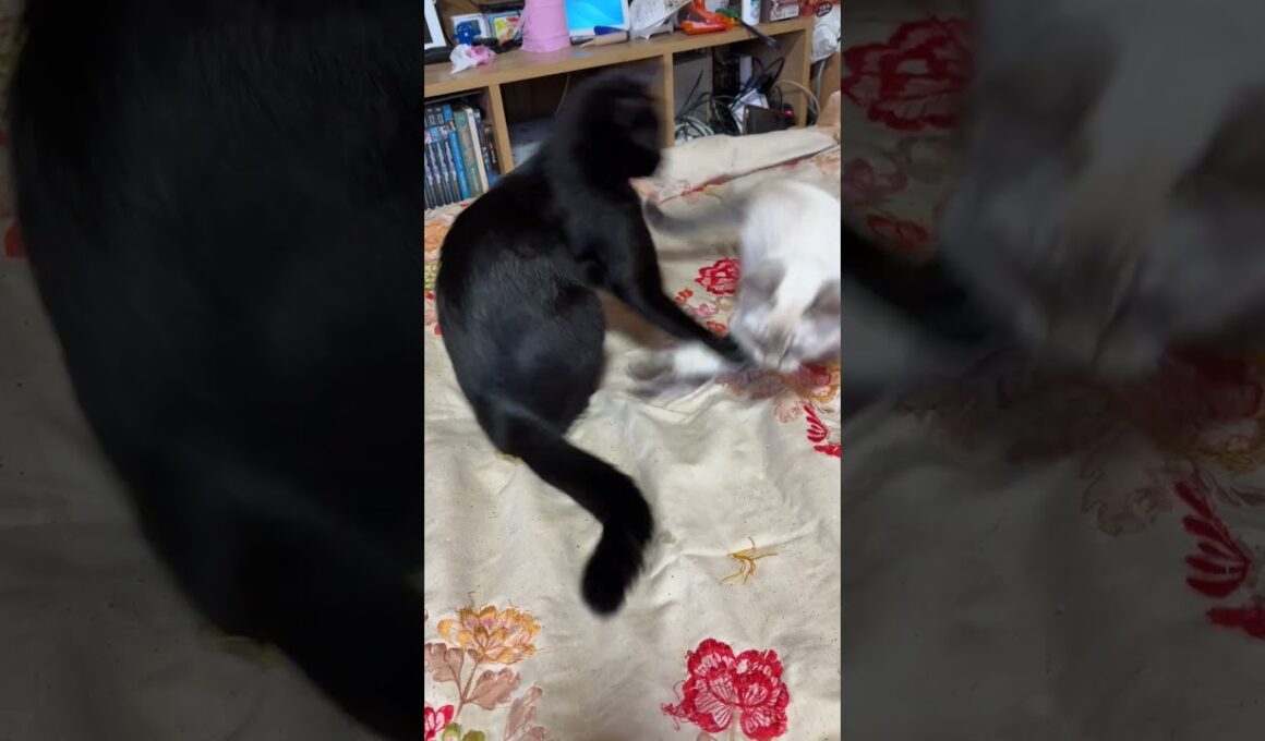 さっき（前話）の続き。シャムの子ネコ雫「子ネコ黒夢、来夢と、くつろいでいたのに。黒猫くーが」