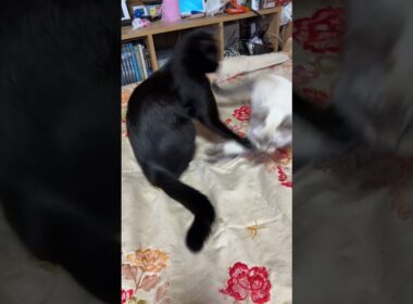 さっき（前話）の続き。シャムの子ネコ雫「子ネコ黒夢、来夢と、くつろいでいたのに。黒猫くーが」