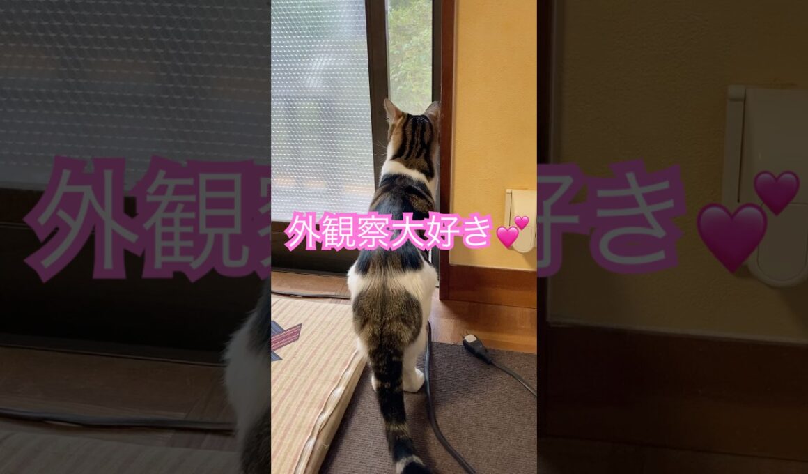 さくらとまるの外観察　#メインクーンミックス　#保護猫