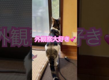 さくらとまるの外観察　#メインクーンミックス　#保護猫