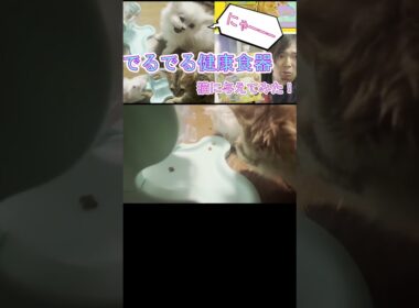 回してエサが出る！？【でるでる健康食器】をペルシャ猫の子猫に与えてみた！4　#shorts