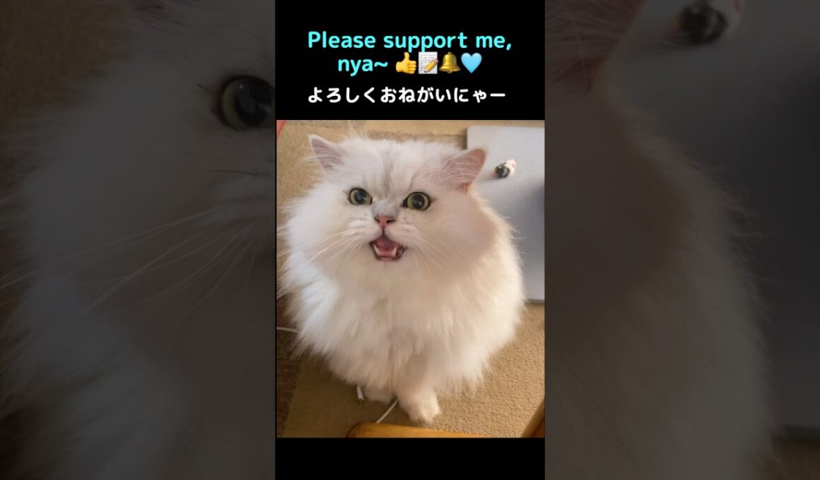 Wait, don’t scroll!! 😺✨#persiancat #ペルシャ猫 ＃cat#猫#chincilla persianCat#猫のいる暮らし #cute #CatShorts