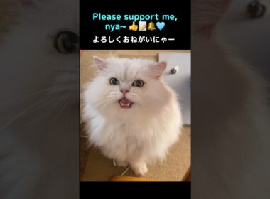Wait, don’t scroll!! 😺✨#persiancat #ペルシャ猫 ＃cat#猫#chincilla persianCat#猫のいる暮らし #cute #CatShorts