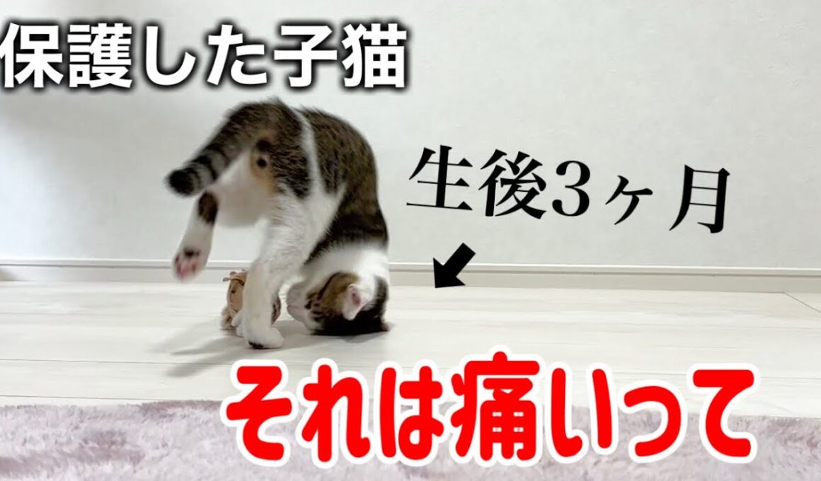 生後３ヶ月の子猫の遊び方にヒヤッとしてます