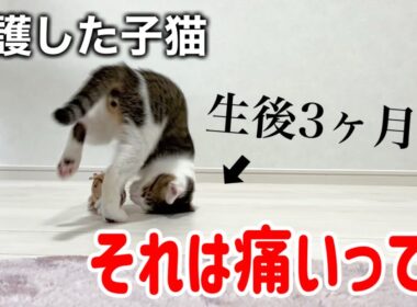 生後３ヶ月の子猫の遊び方にヒヤッとしてます
